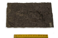 F 02507
<br/>
<br/>
<em></em>